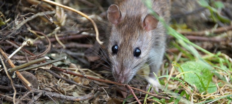 Ratten - Teil des urbanen Ökosystems. Ratten - Teil des urbanen Ökosystems.